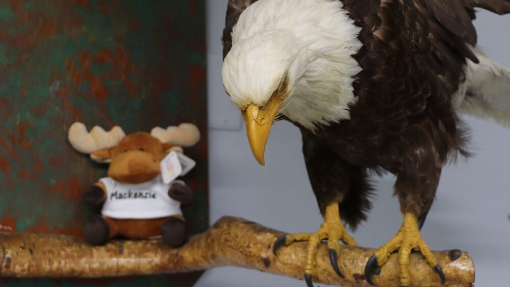 local animal taxidermy